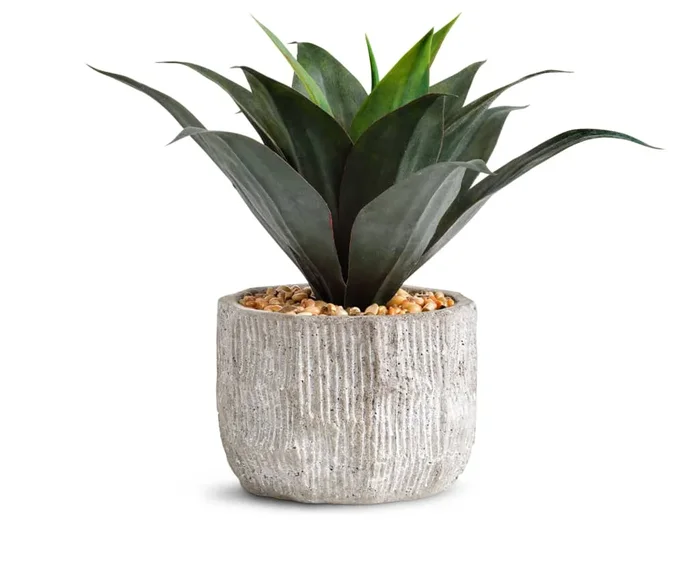 Red and Green Agave Plant in Ceramic Planter