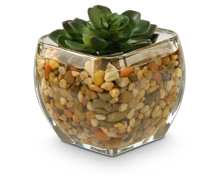 Small Echeveria in Glass Cube